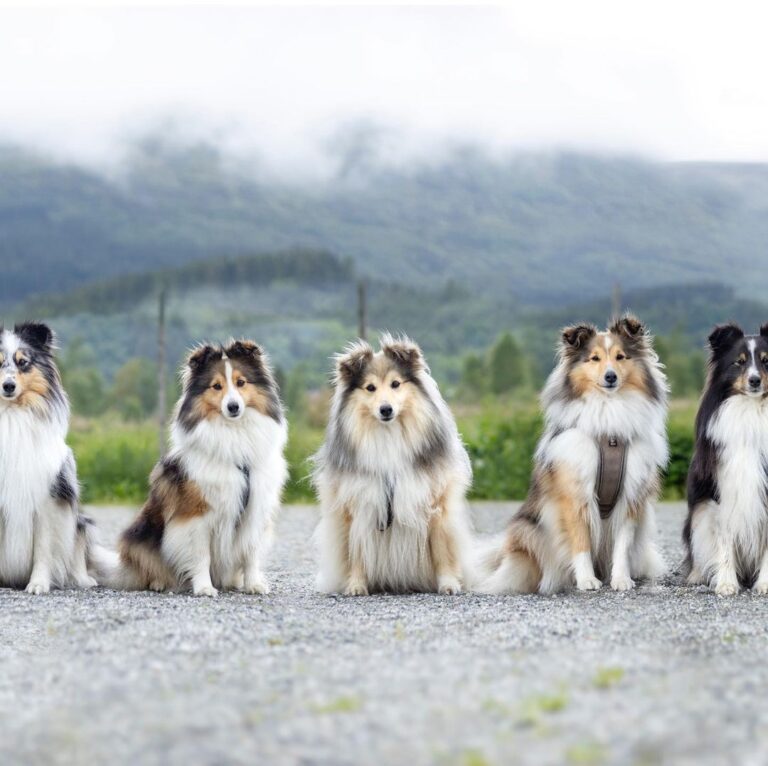 Shelkties74